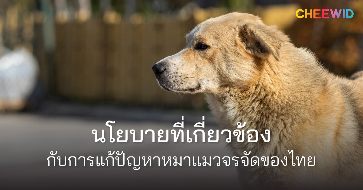 นโยบายที่เกี่ยวข้องกับการแก้ปัญหาหมาแมวจรจัดของไทย