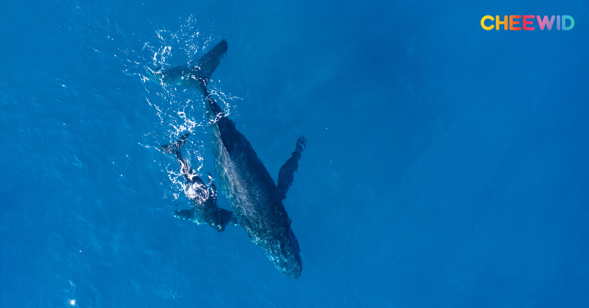 วาฬสีน้ำเงิน วาฬใกล้สูญพันธุ์