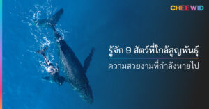 รู้จัก 9 สัตว์ที่ใกล้สูญพันธุ์ ความสวยงามที่กำลังหายไป