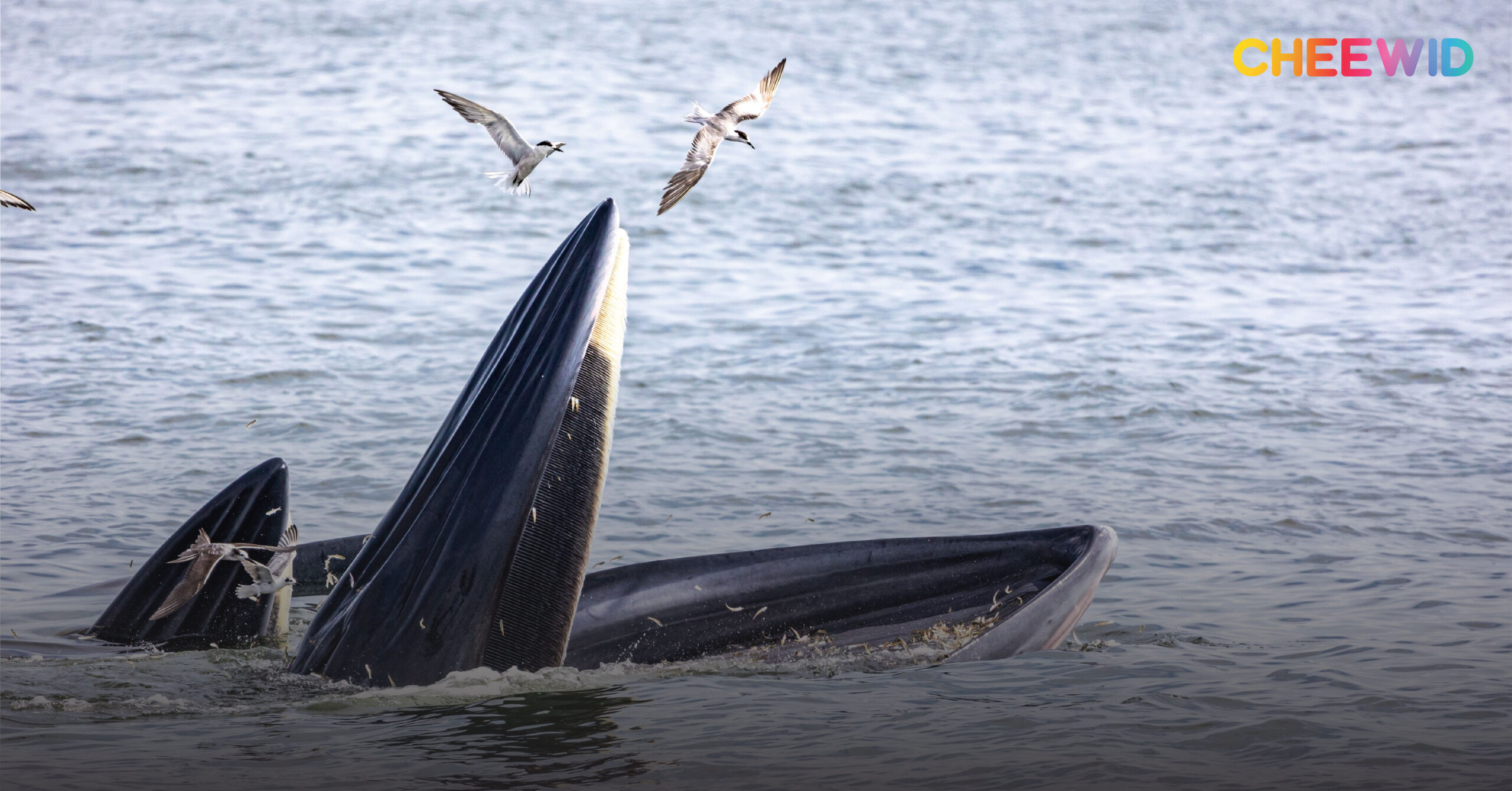 วาฬโอมูระ สัตว์สายพันธุ์หายากมาก