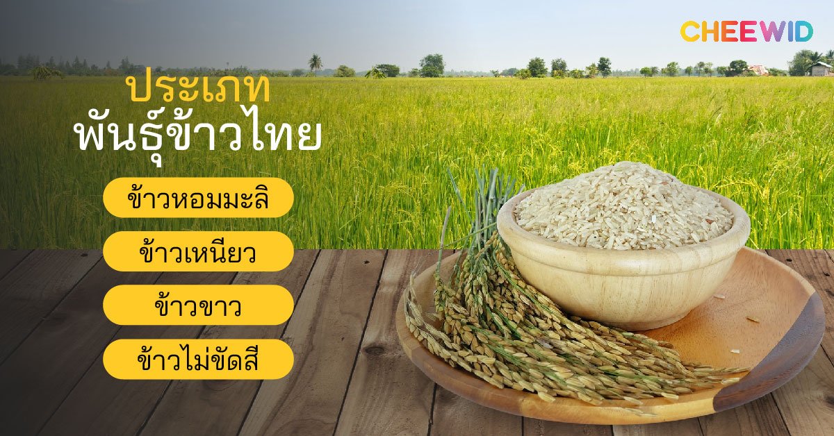 ประเภทของพันธุ์ข้าวไทยมีอะไรบ้าง?