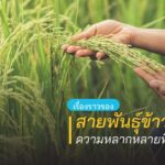 เรื่องราวของสายพันธุ์ข้าวในประเทศไทย ความหลากหลายที่สร้างมูลค่า