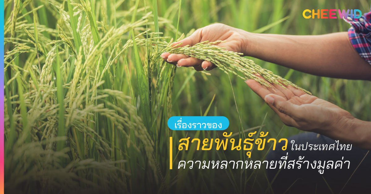 เรื่องราวของสายพันธุ์ข้าวในประเทศไทย ความหลากหลายที่สร้างมูลค่า