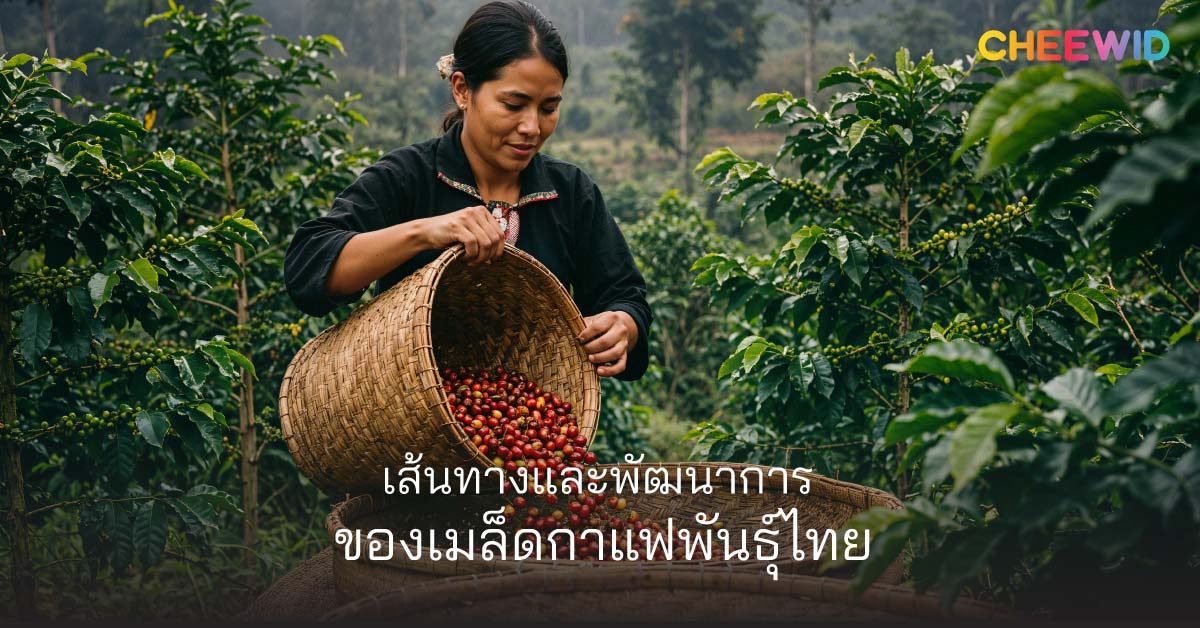 เส้นทางและพัฒนาการของเมล็ดกาแฟพันธุ์ไทย