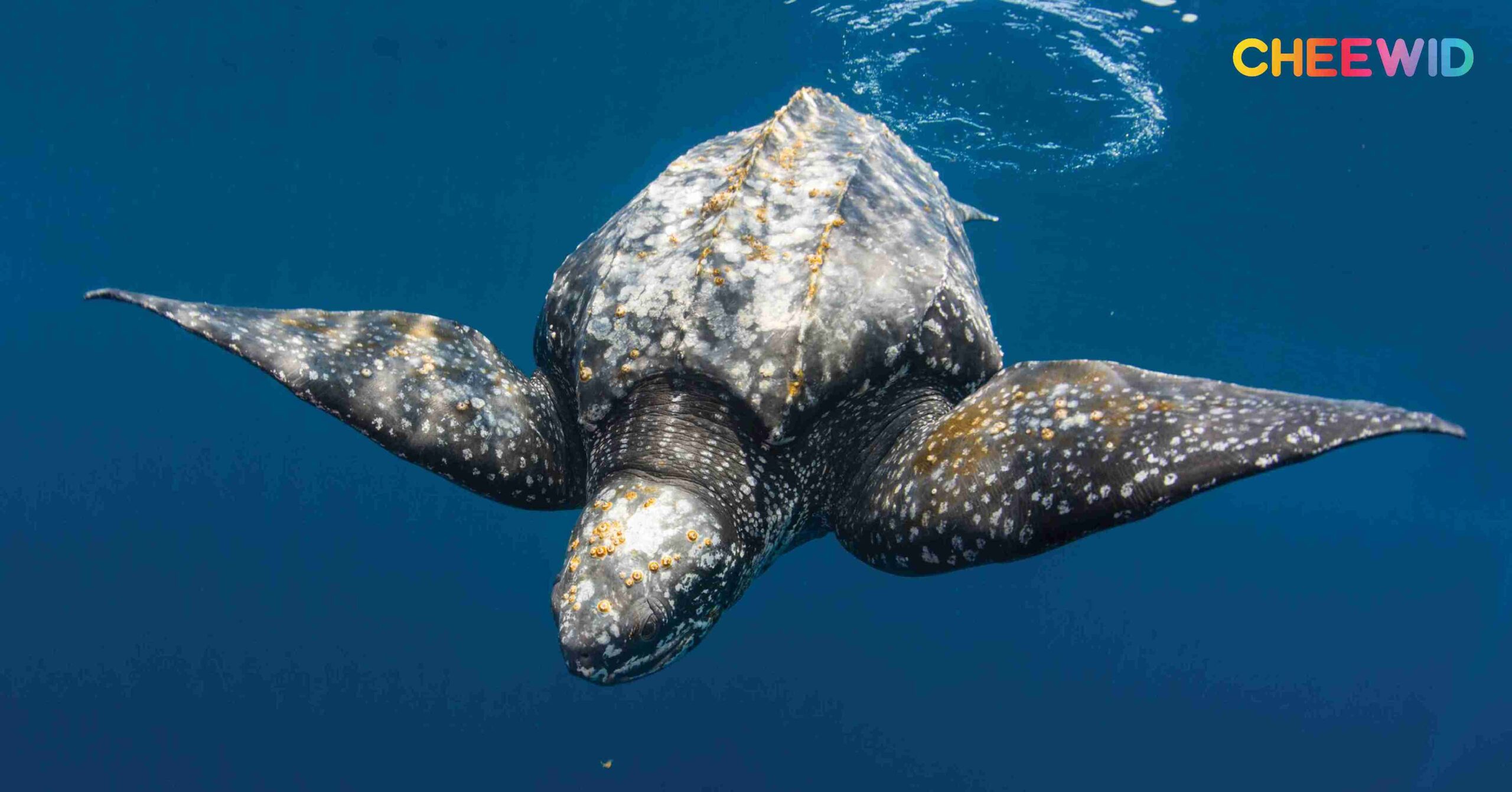 เต่ามะเฟือง (Leatherback turtle)