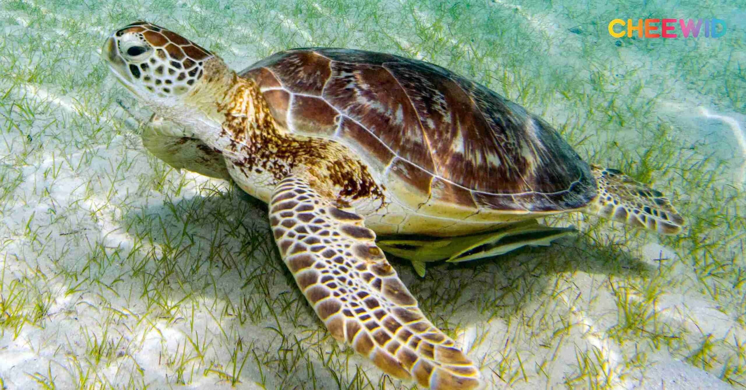 เต่าตนุ (Green turtle)