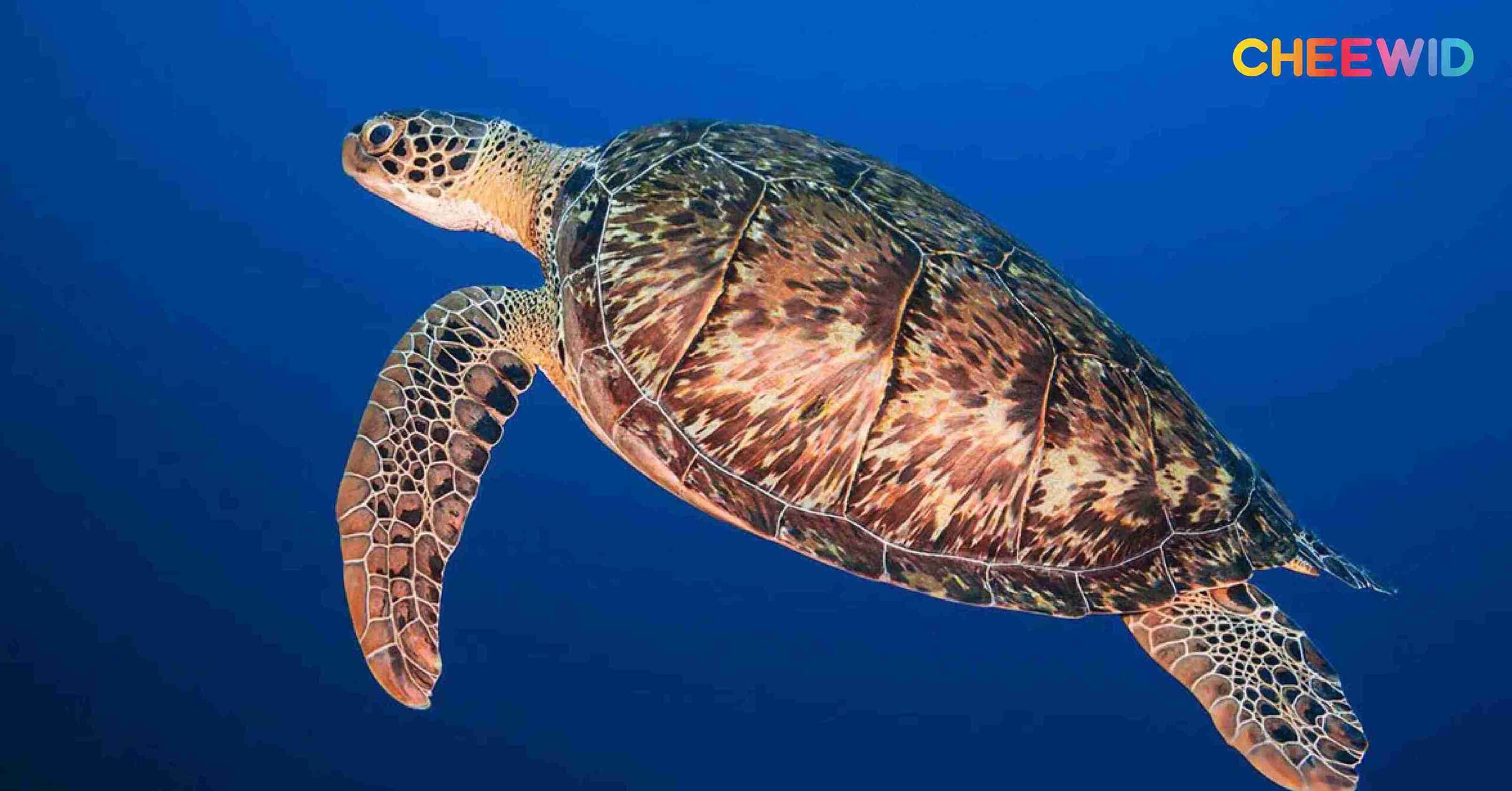 เต่ากระ (Hawksbill turtle)