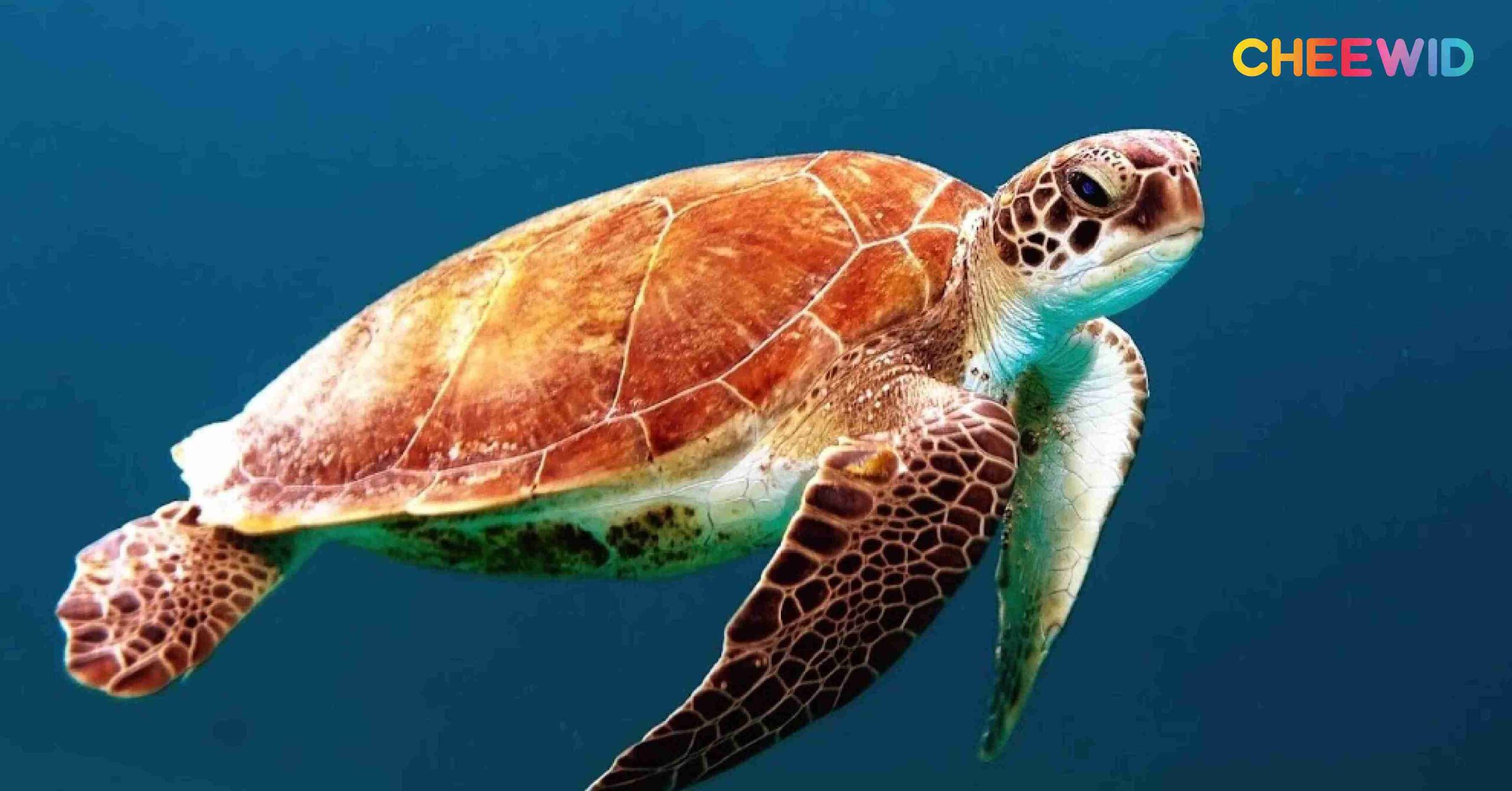 เต่าหญ้าหรือเต่าหัวค้อน (Loggerhead turtle)