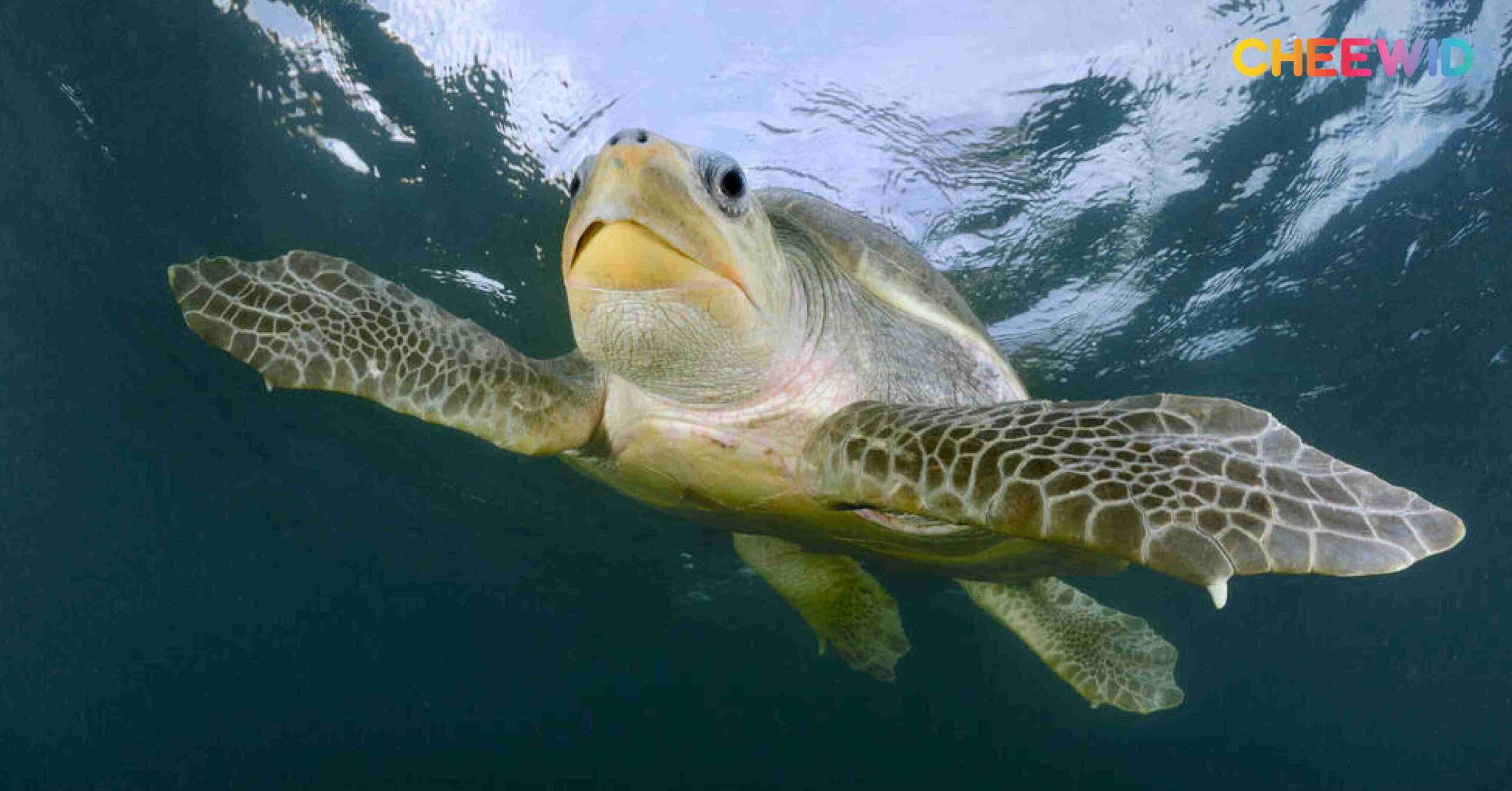 เต่าแสมดำหรือเต่าริดลีย์ (Olive Ridley turtle)