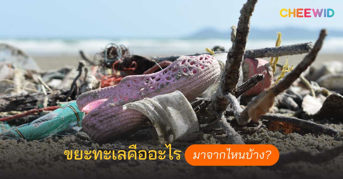 ขยะทะเลคืออะไร มาจากไหนบ้าง?