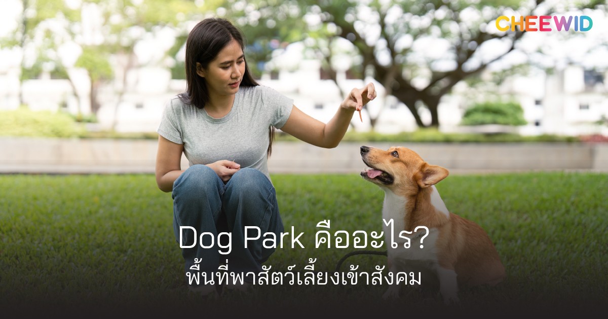 Dog Park คืออะไร? พื้นที่พาสัตว์เลี้ยงเข้าสังคม