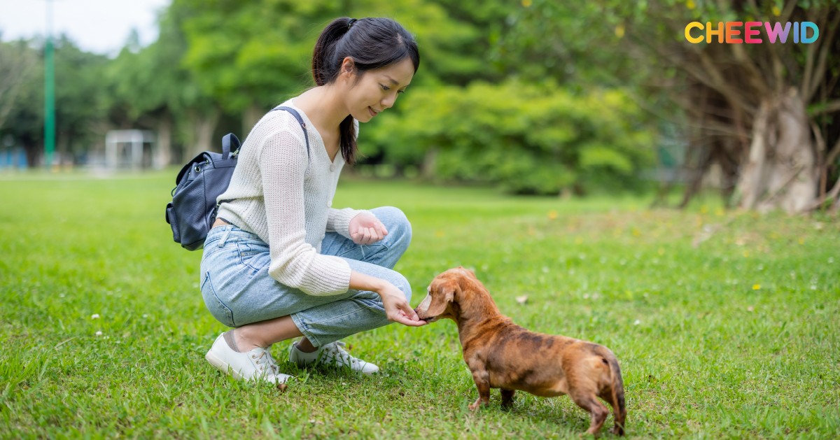 1. สวนวชิรเบญจทัศ (Pet Park สวนรถไฟ) เขตจตุจักร